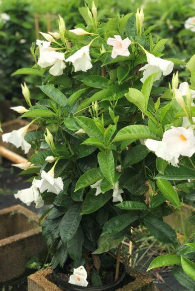 Mandevilla White